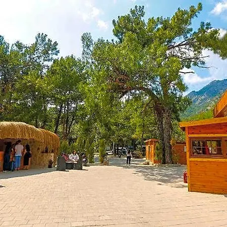 Pine فندق