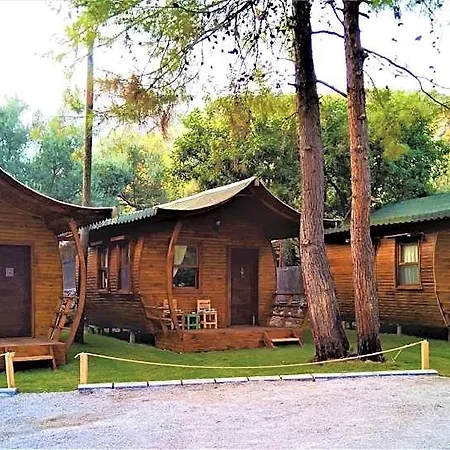 Pine فندق