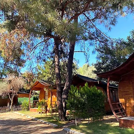 Pine 4*